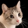 Fyre Arizen's profile picture