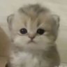 Profilbild von meowmeow^ ^