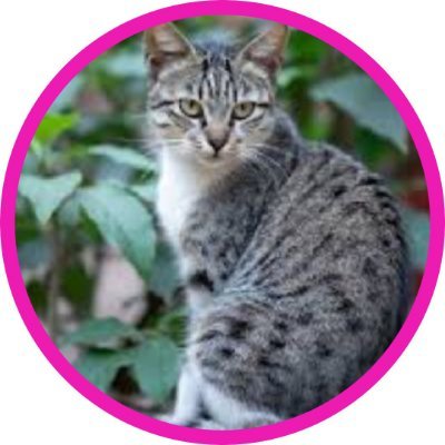 Lovibondangle's profile picture