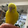 きのこな人 profil fotoğrafı