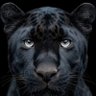 ibrahim's profile picture