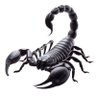 scorpion's profile picture