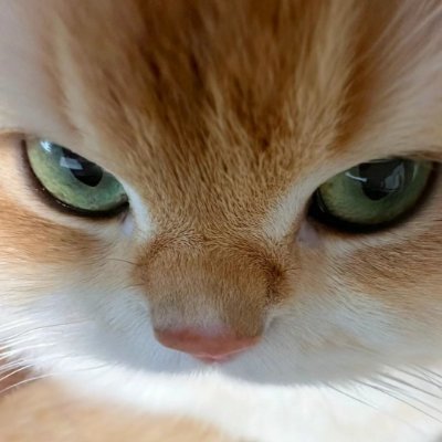 GuiDePolla's profile picture