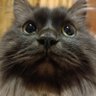 alekslaki profil fotoğrafı