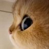 نور 的头像