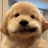 chotan's profile picture