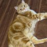 きなこ profil fotoğrafı
