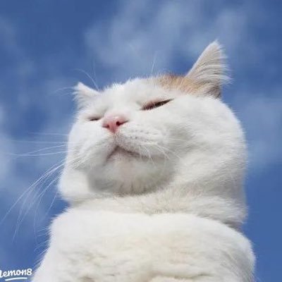 gift_rin_'s profile picture