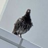 頭の悪い鳥's profile picture