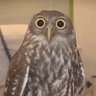 Owl's profile picture