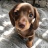 น้องแป๋ว's profile picture