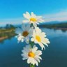 RoseMist profil fotoğrafı