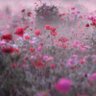 Фото профиля Bushra Iqbal