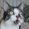 TurboKat's profile picture