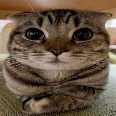 spoofymaru's profile picture