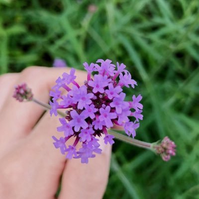 sleeplessEVOL's profile picture