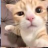 ติ๊กต่อกตุ๊กติ๊ก🌞's profile picture