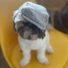 Profilbild von scottyfnr