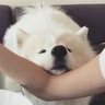 Profilbild von บ๊อกๆ แง่งๆ 🐶🦊