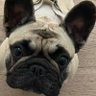 Xanne-M profil fotoğrafı