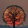 Inferno profil fotoğrafı