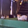 ふくまん 的头像