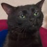 Gato_disociado2.0's profile picture