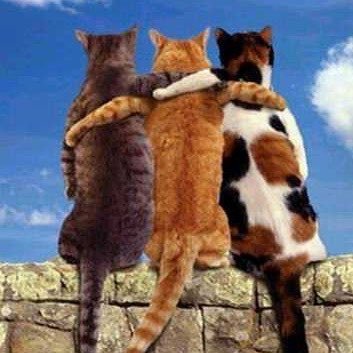 The Bollies's profile picture