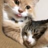 Profilbild von kittylofe