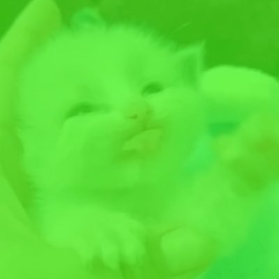 LostinRose's profile picture