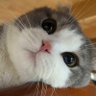 wenhao li's profile picture