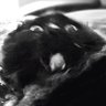 Robin Ruin's profile picture