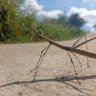 Kaelucis profil fotoğrafı