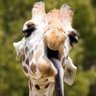Anarchist Giraffe's profile picture