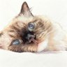 Profilbild von Camille_Z