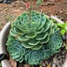 Фото профиля Marjorie Díaz