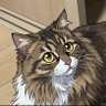 Profilbild von りん|育児・投資・猫・テニス・時事ネタ