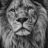 🇾🇪 glg profil fotoğrafı