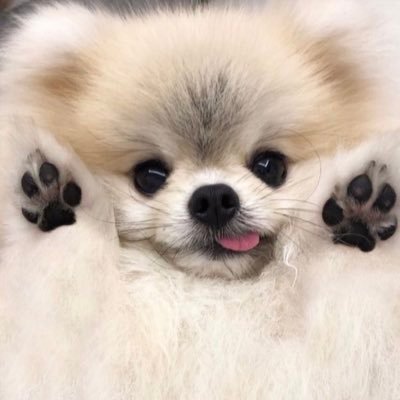 犬しか勝たん's profile picture