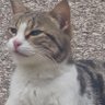Profilbild von Kurtkutukanda