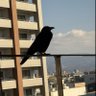 Profilbild von ポストappleカリプス