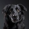 Profilbild von gooddogblacky