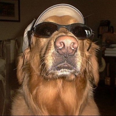 kau ꕤ's profile picture