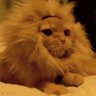 𐃆 ⵣ profil fotoğrafı