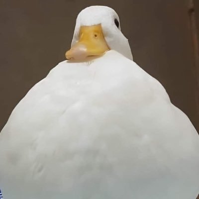 LanPhaland's profile picture