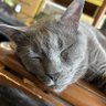 にゃあ's profile picture