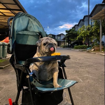 suka_mixue's profile picture