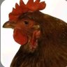 南遊君 profil fotoğrafı