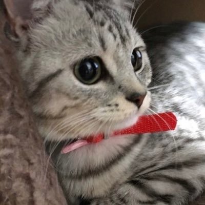 猫しか勝たん's profile picture