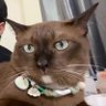 Profilbild von baitoeyเมนกาโน่